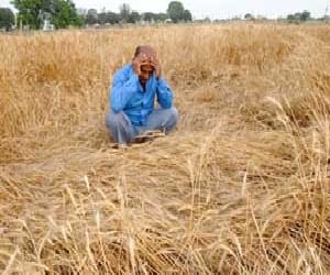 Farmer died due to ruined crop
